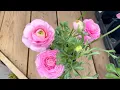 Plant Shopping - Roses Annuals Scented Geraniums
