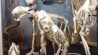 The Museum of Osteology Oklahoma City OK