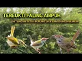 Download Lagu Paling ampuh. Suara pikat prenjak lumut ribut kombinasi suara anakan prenjak lumut ribut.