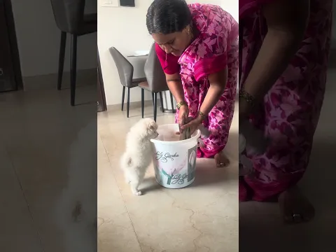 Pipp ghar ka sab kam Kara rha 🤣 #shorts #viral #trending #funny #cute #dog #pappu