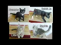 More foster kitten adventures and Ready for Adoption