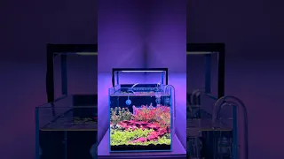 Nano tank aquascape progress with Chihiros Wrgb 2 slim