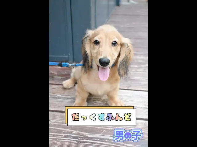 動画