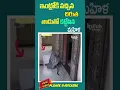 Download Lagu Cheetah video that has gone viral.... #viral #kstv6updates #kstv6official #kstv6telugu #kstv6trending
