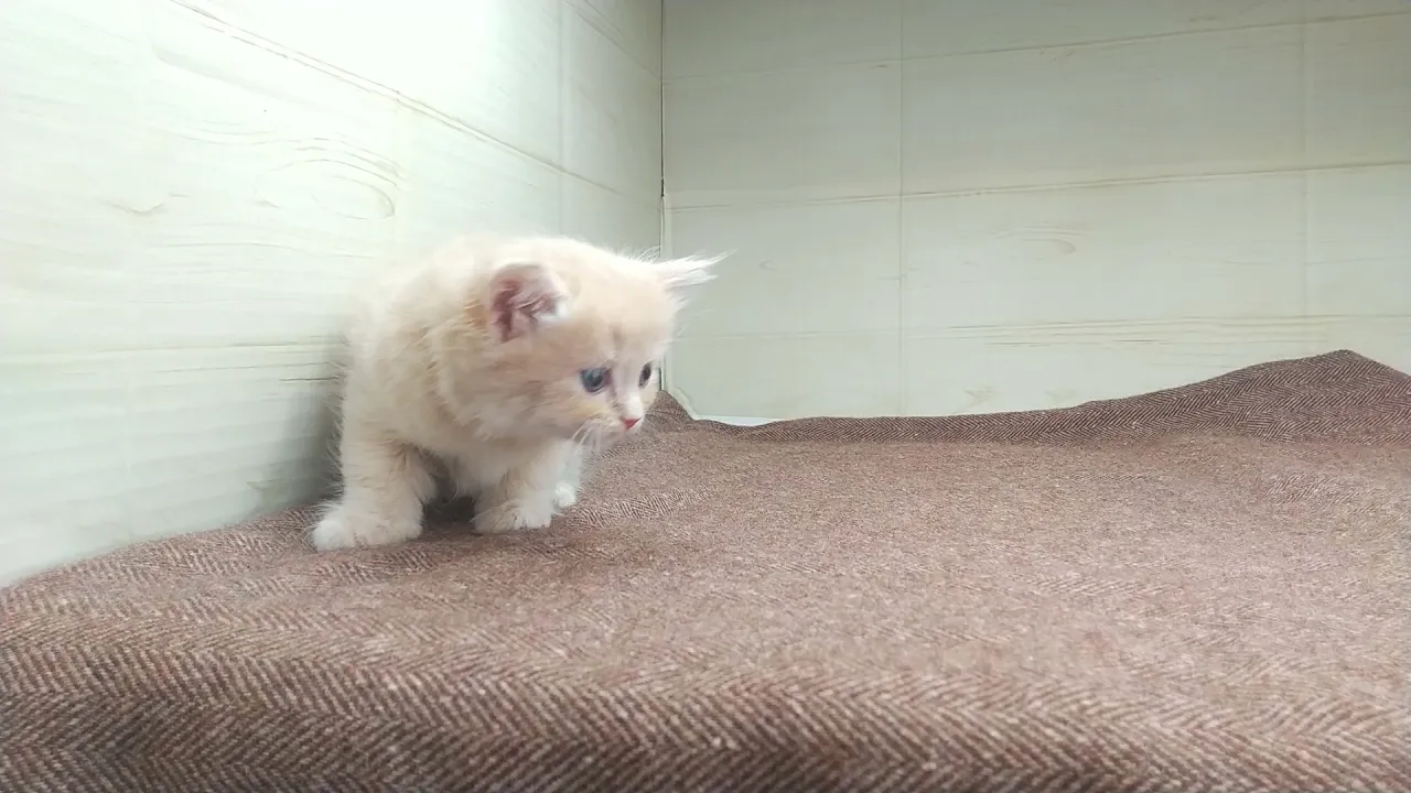 動画