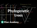 Understanding and building phylogenetic trees High school biology Khan Academy