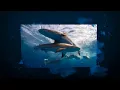 Thank you Aloha Scuba Diving Company