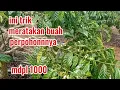 Download Lagu cara menghasilkan buah kopi yang rata perpohon dan memanfaat kan lahan sempit