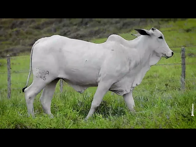 Novilha Nelore FBRA - 245