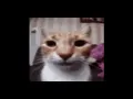 low quality video of an angry cat with the roblox angry sound effect