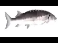 Fish Spinning to Funky Town Extended for 10 hours