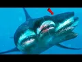 Download Lagu समुद्र के नीचे क्या है? दुनिया की सबसे खतरनाक शार्क | (2 headed shark) #megalodon #shorts