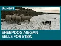 Download World's most expensive sheepdog called Megan sells for ยฃ18,000 | ITV News mp4 3gp mp3 videos - waplic
