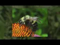 Rare bee found in Belleville Illinois