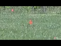 ATN XSight 4K Pro and ABL operation