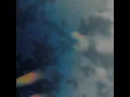 Navy Blue Night - SEMO