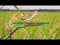 Download Lagu Cici padi dan ciblek sawah langsung datang dengan suara ini - MP3 JERNIH