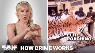 How The Wildlife Black Market Actually Works | How Crime Works | Insider