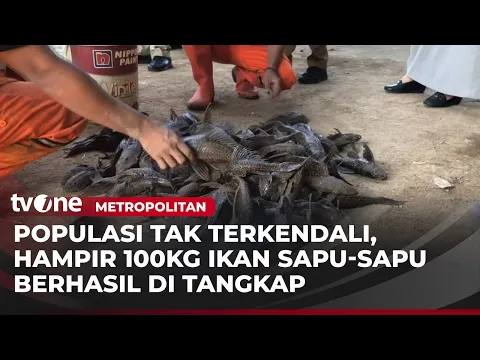 Penangkapan Ratusan Ikan Sapu sapu di BKT Dengan Cara Unik
