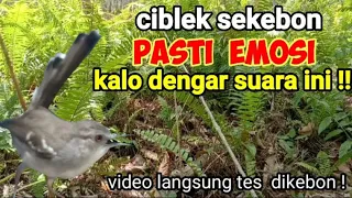 suara pikat burung ciblek ampuh suara ciblek kejepit 