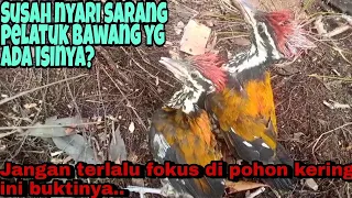 Download Burung pelatuk bawang tidak selalu bersarang di pohon kering ini buktinya MP3