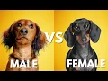 Male Vs Female Dachshund 10 Differences Between Them