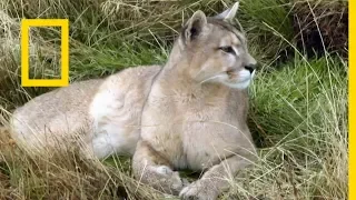 اسبوع القطط الكبيرة حكم الملكة ناشونال جيوغرافيك أبوظبي 