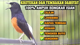 kretekan murai batu dan tembakan dahsyat langsung bikin lawan emosi