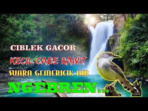 Download MP3 masteran burung ciblek gacor dan suara air mengalir | pancingan burung ciblek jernih