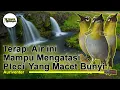 Terapi Air Untuk Pleci Yang Macet Bunyi dan Belajaran Bunyi (Pleci Auri, Auriventer, Mata Puteh)