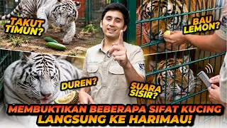 KUCING = HARIMAU?! APAKAH SIFAT KUCING SAMA DENGAN HARIMAU?!
