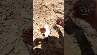 We had a funeral for a bird.