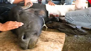 Injured buffalo brings a surprise with her…