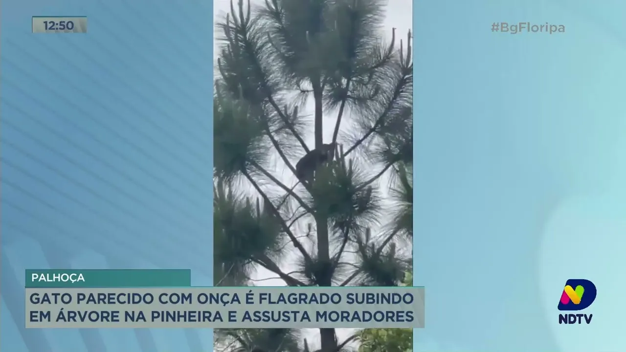 Palhoça: gato parecido com onça é flagrado subindo em árvore na Pinheira e assusta moradores