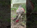 Download Lagu Ayam pama kelabu #ayampama #subscribe #youtubeshort #shortvideo #support