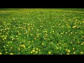 Fall asleep in under 3 minutes | silent rhythm sleep music | Soul of Rhythm | sleep instantly