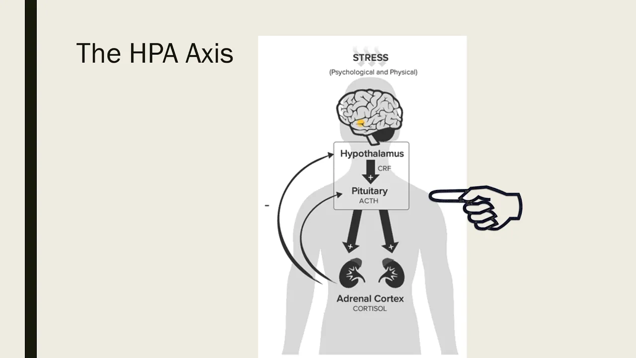 The Stress Response