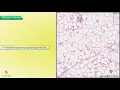 Histology of Adipose Tissue Shotgun Histology