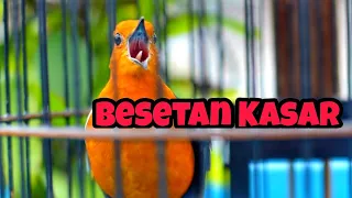 Download Anis Merah Gacor Ngerol Besetan Kasar Tajam Cocok Untuk Gesekan Burung Fighter MP3