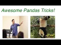 Awesome Pandas Tricks - Advent of Code Problems 1-5