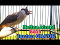 Download Lagu Panggilan Kutilang Betina GACOR memanggil Jantan-Kutilang PIKAT Terbaru