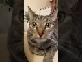 Cat What???#dobby#cat#pnwadventures