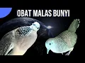Download Lagu Perkutut Lokal Gacor Suara Kistal Vs Tekukur Gayer Suara Ngebas