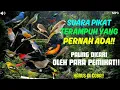 Download Lagu INI DIA!! SUARA PIKAT BURCIL TERAMPUH YG PERNAH ADA, DICARI PARA PEMIKAT BURUNG.