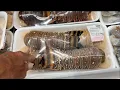 Four Giant Florida Lobster Tails for 110 at Costco