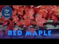 Tree of the Week Red Maple
