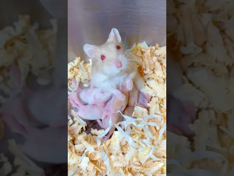 Hamster Giving Birth - #cuteanimals