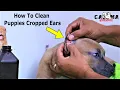 How to Clean Your Puppies Recently Cropped Ears American Bullies and Pitbulls Doberman Corso