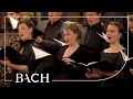 Download Lagu Bach - Motet Singet dem Herrn ein neues Lied BWV 225 - MacLeod | Nederlandse Bachvereniging