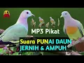 Download Lagu Suara Pikat Burung PUNAI DAUN. Terbaik Lulus Tes Lapangan